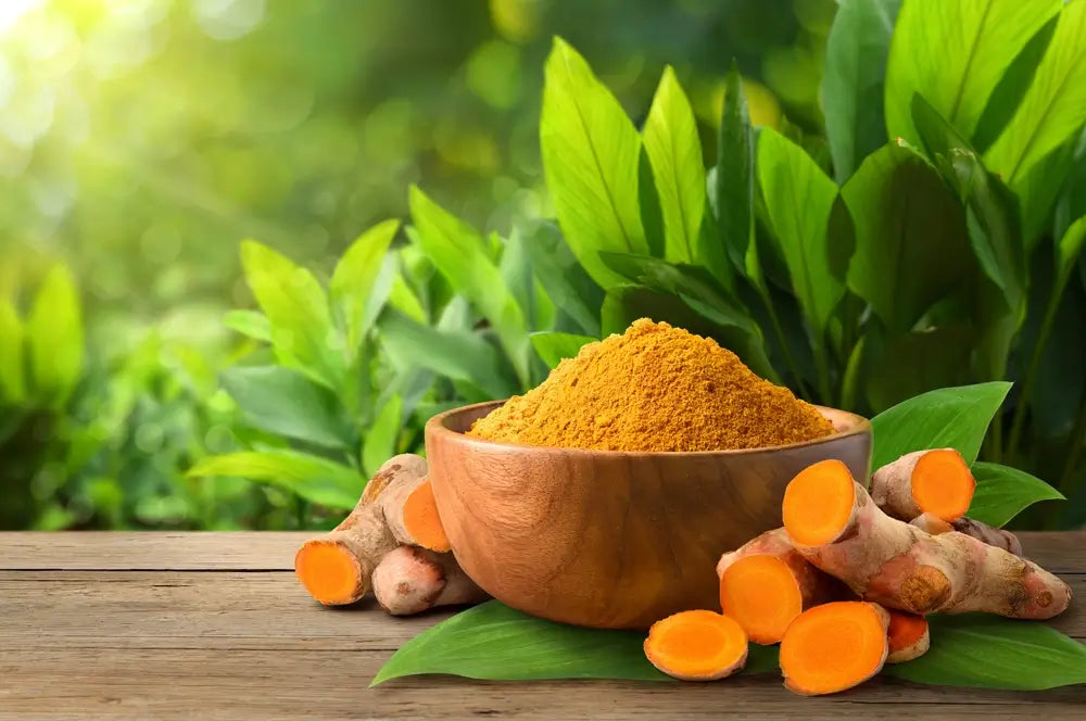 Curcuma Pflanze: Pflege, Standort & Tipps fr drinnen & drauen