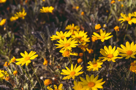 Blühende gelbe Arnika-Blumen auf einer Wiese, die für ihre entzündungshemmende und heilende Wirkung bekannt sind.