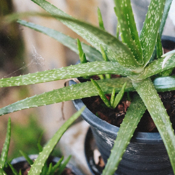 is agave cactus Agave Parryi Truncata main image 0